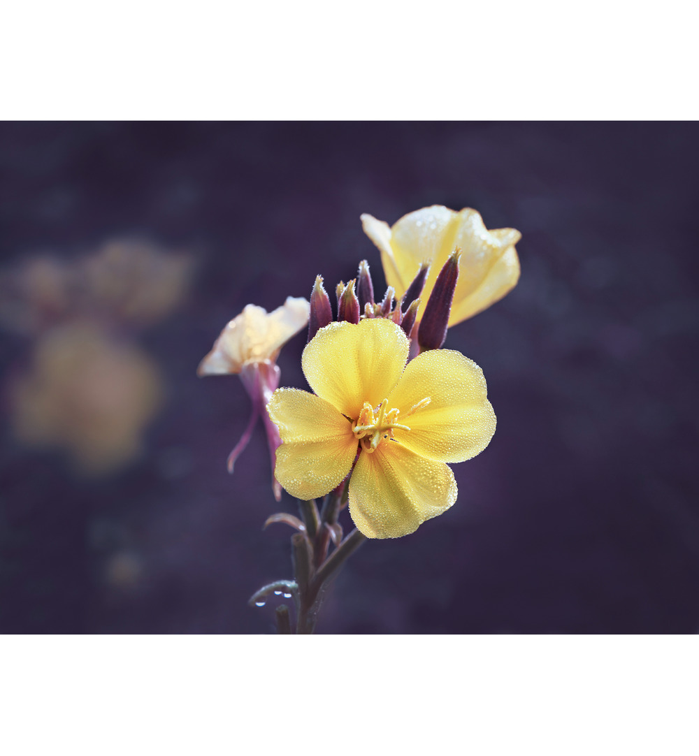 Weleda Evening Primrose Versterkende Dagcreme (30 ml) - image 3