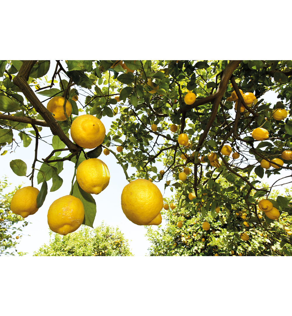 WELEDA Citrus hand en nagel creme (50 ml) - image 2