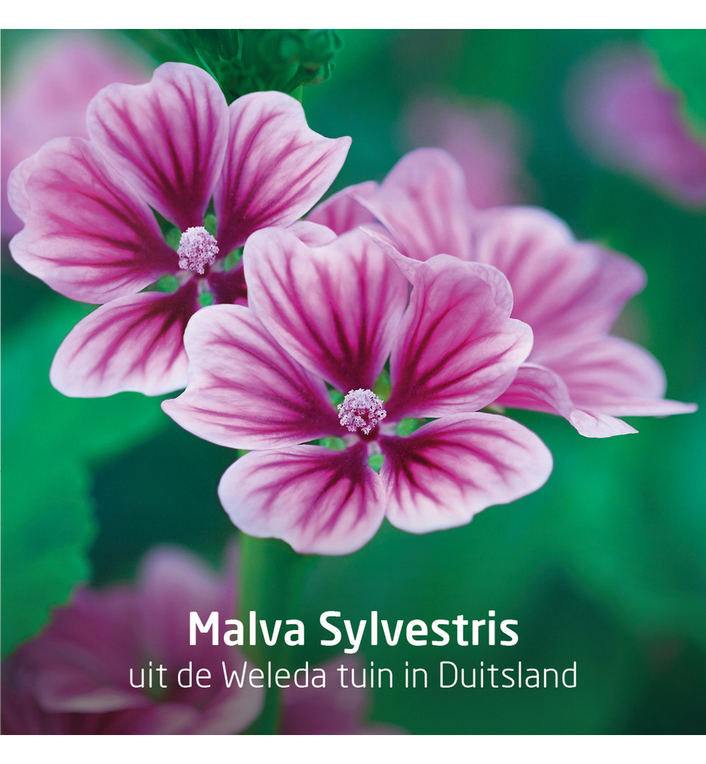 WELEDA Visiodoron malva oogdruppels 0.4ml (10 stuks) - image 3